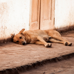 Street Dogs